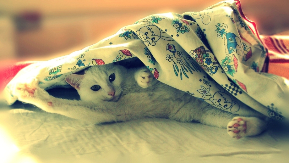 Кошка под пледом