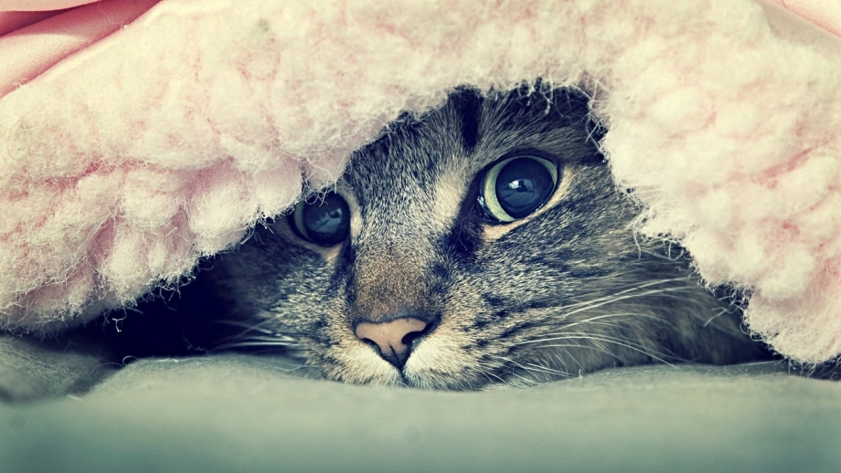 Кот под одеялом