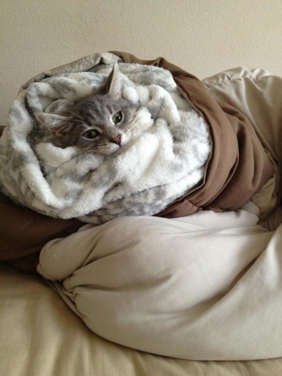 Кот в одеялке