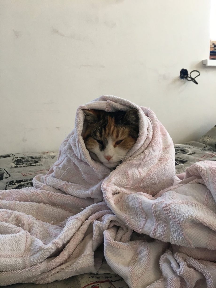 Кот в одеяле