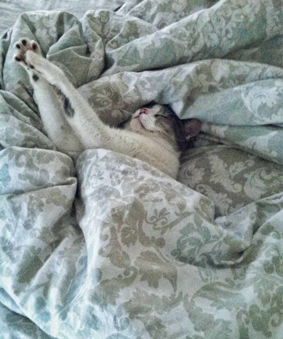 Кот из под одеяла