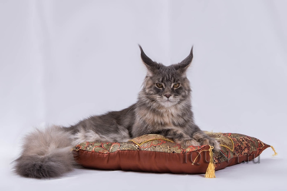 Мейн кун котенок черный
