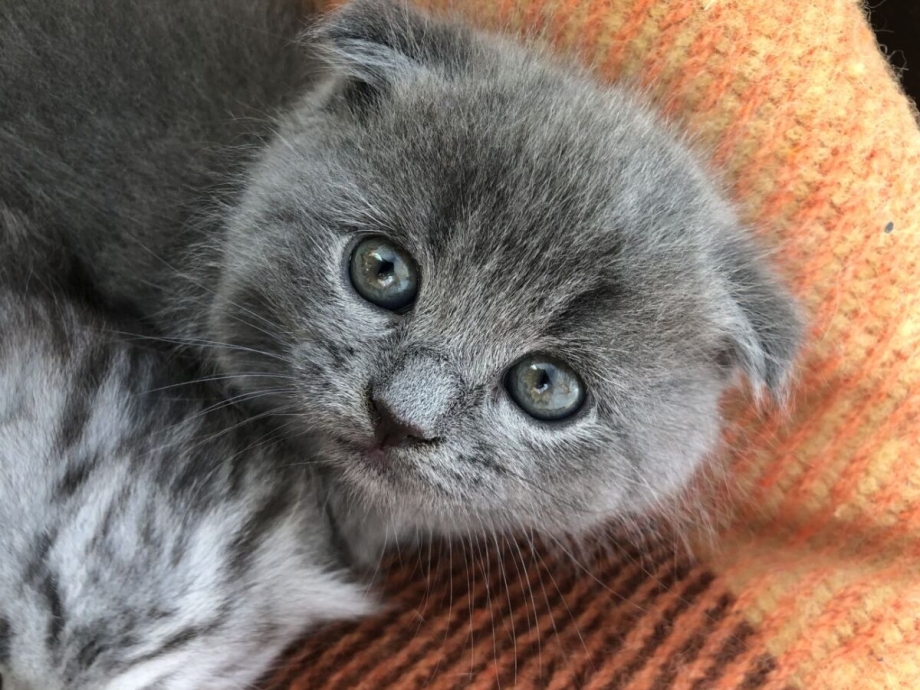 Шотландский скоттиш фолд серый