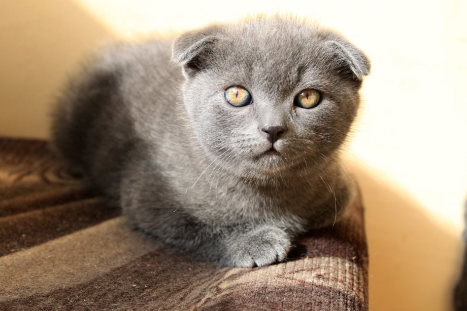 Шотландская вислоухая кошка лиловая