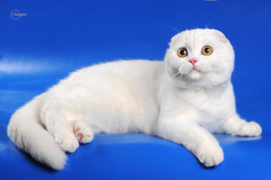 Скоттиш фолд Шотландская вислоухая кошка с голубыми глазами