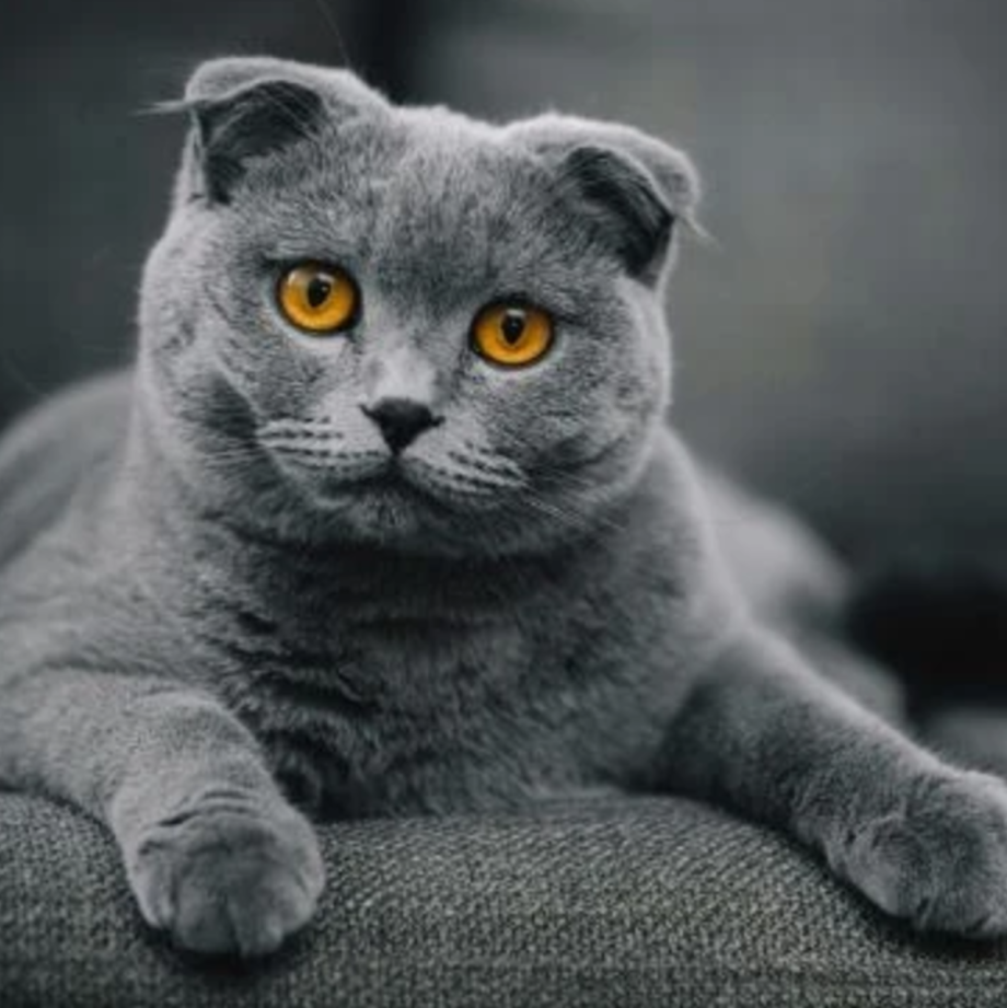 Шотландская вислоухая ошка