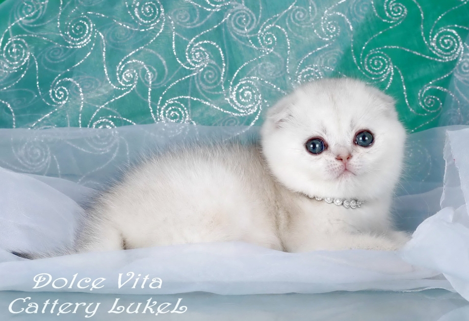 Шотландская вислоухая кошка белая котенок