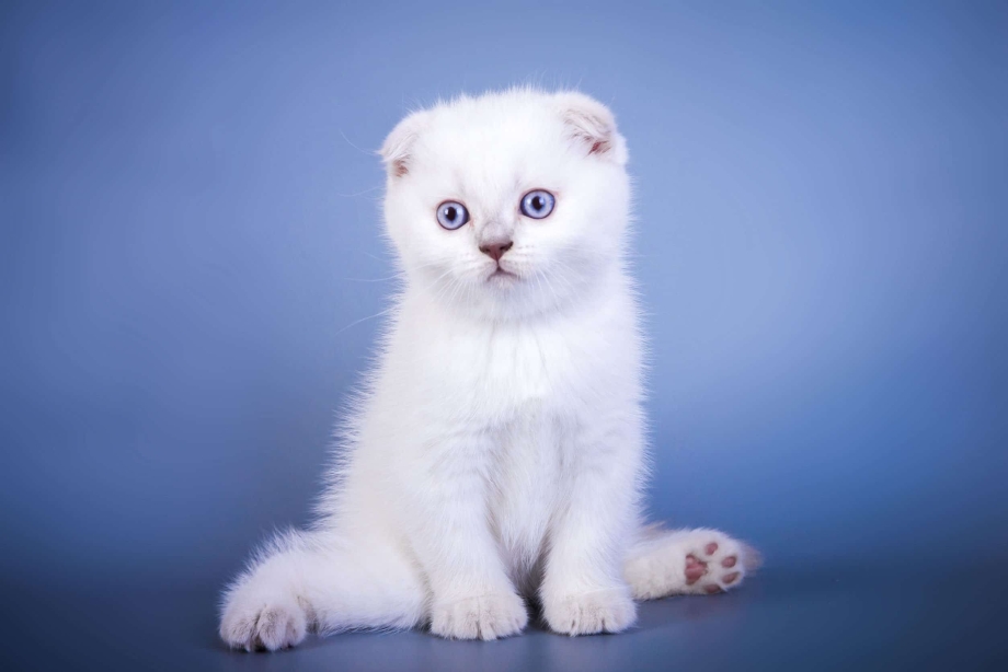 Шотландская вислоухая короткошерстная белая