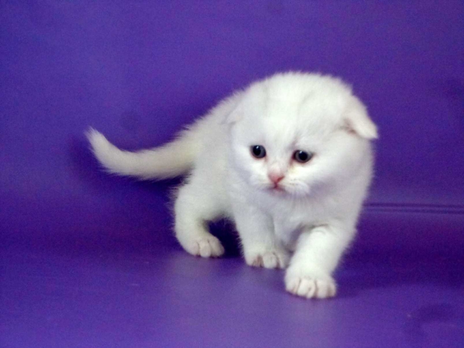 Скоттиш фолд Шотландская вислоухая кошка с голубыми глазами