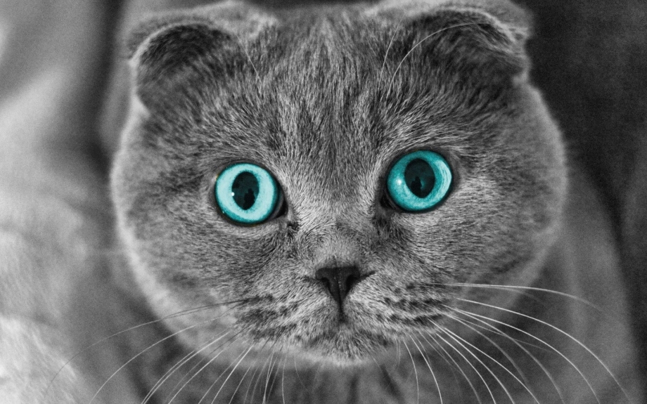 Шотландский вислоухий кот голубоглазый