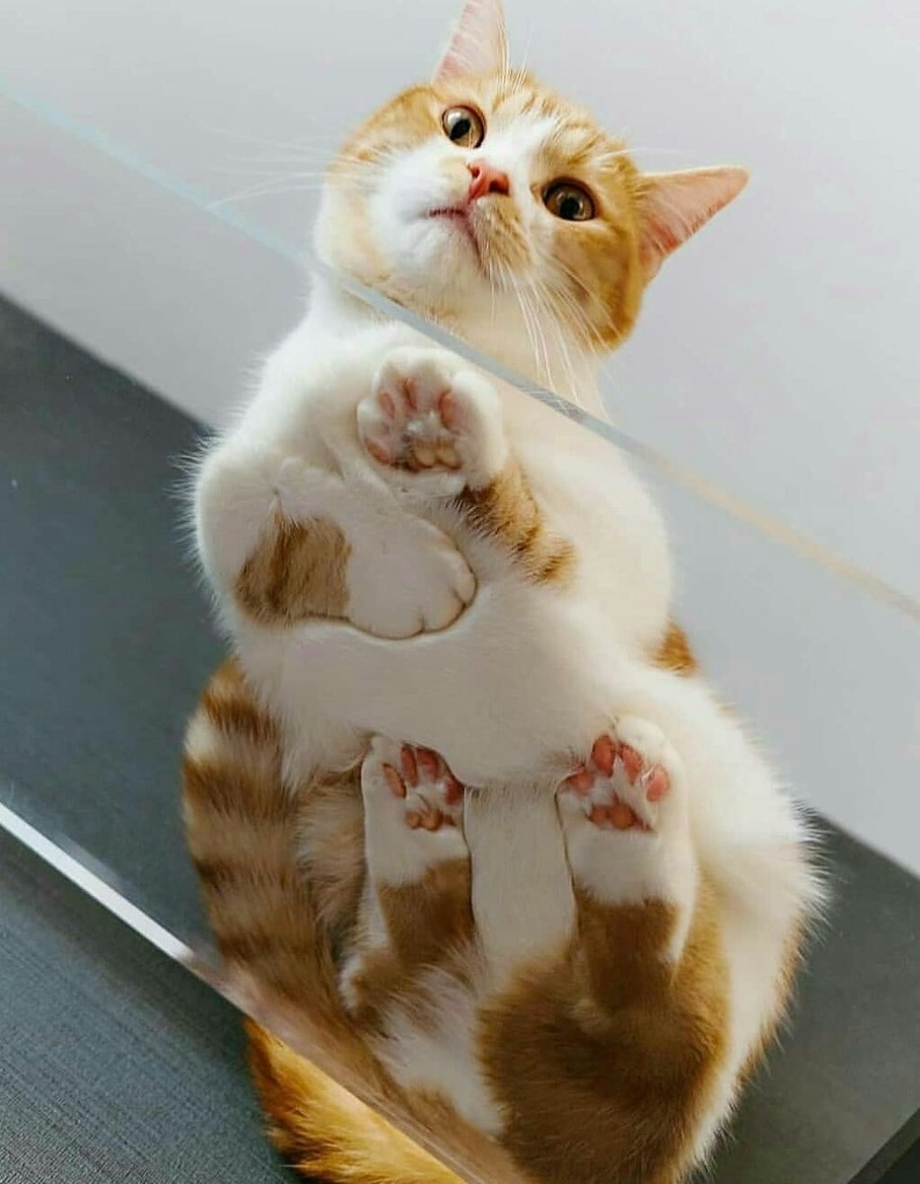 Забавные кошки