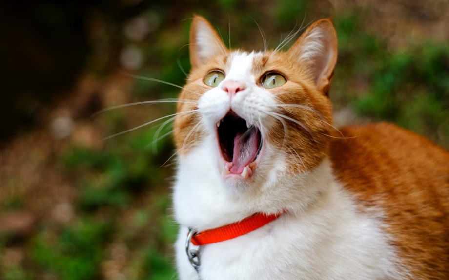 Смешной кот