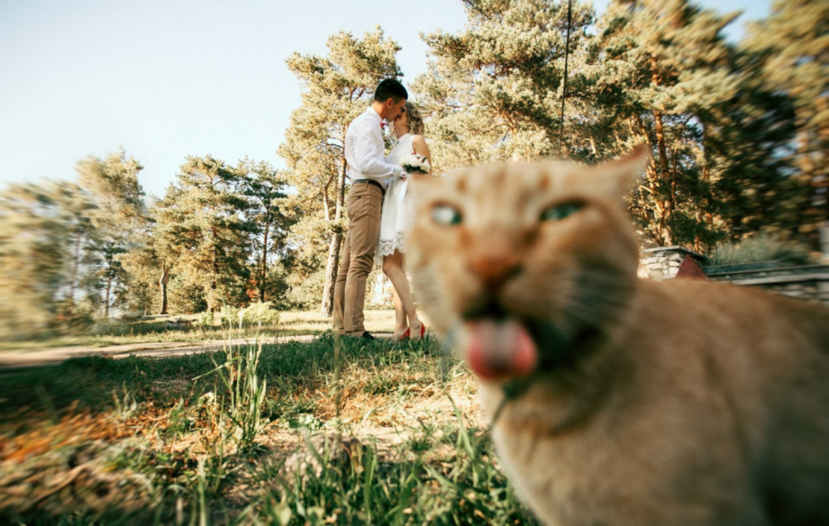 Эгейская кошка