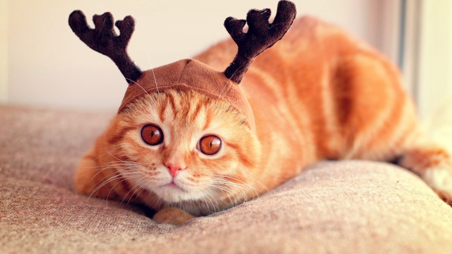 Котики для поднятия настроения