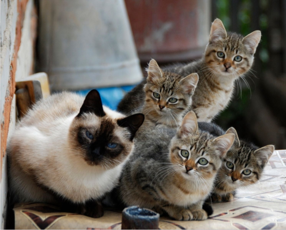Весенние кошки