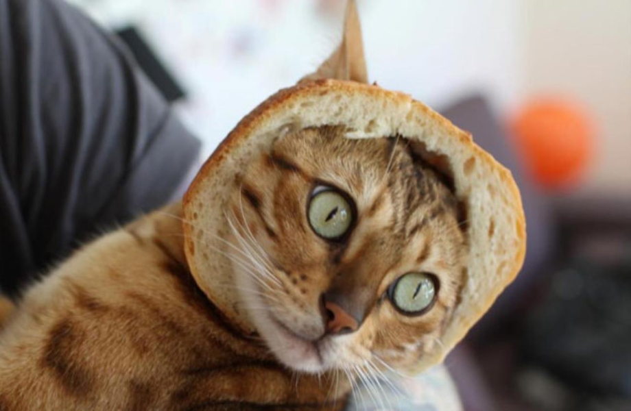 Коты и кошки