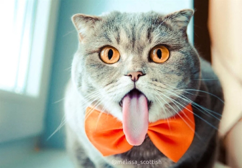 Интересные котята