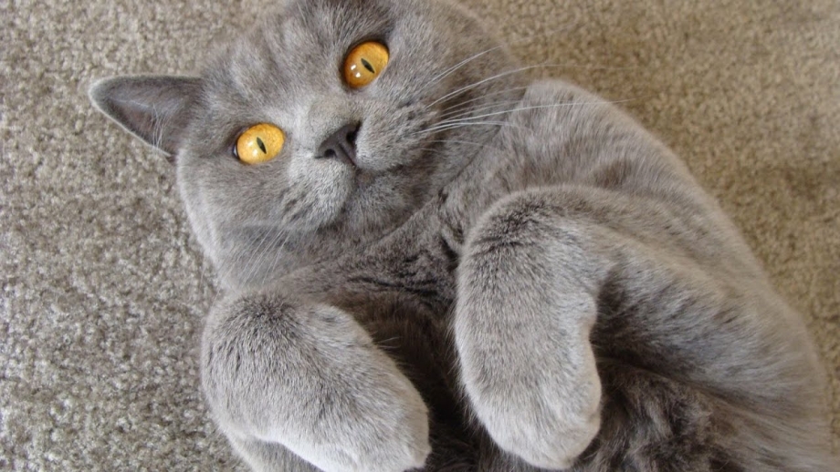Кот сидит на стекле