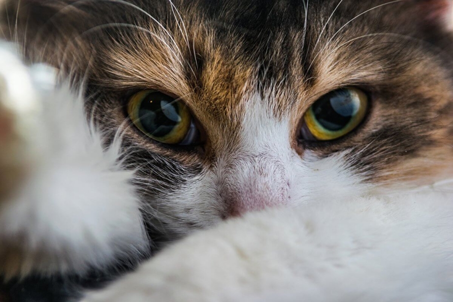 Кот зевает