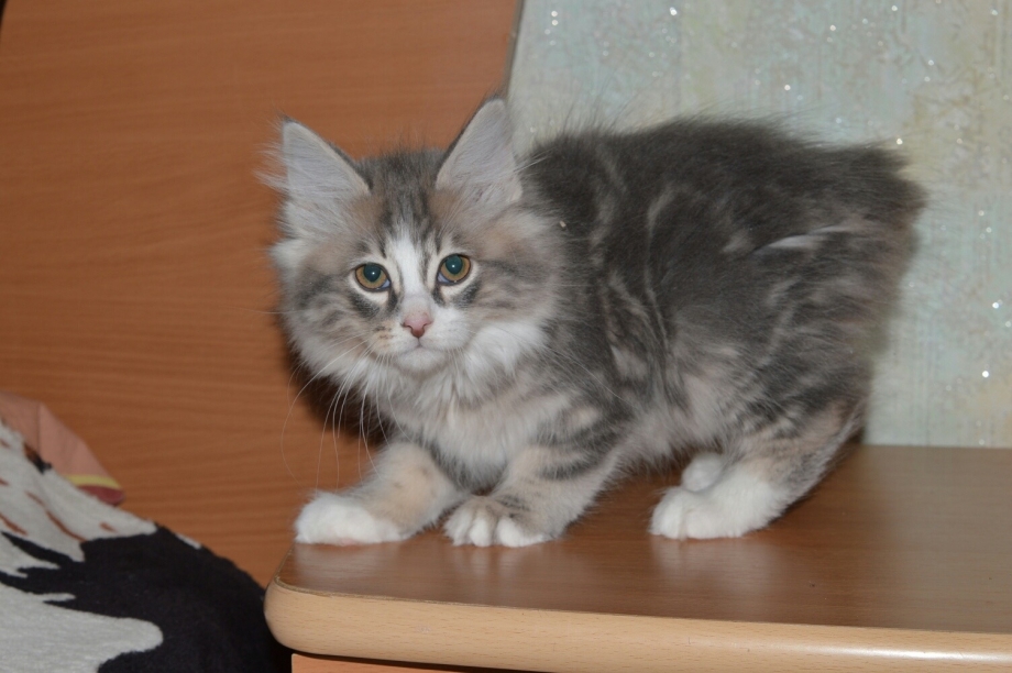 Сибирская Ангара котята