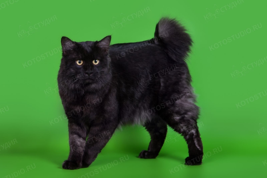 Норвежские Лесные + Курильский бобтейл =