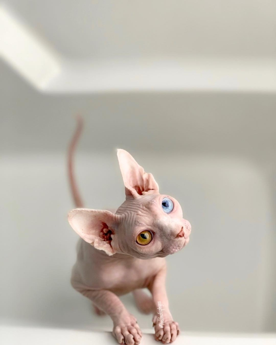Лысая кошка сфинкс котенок