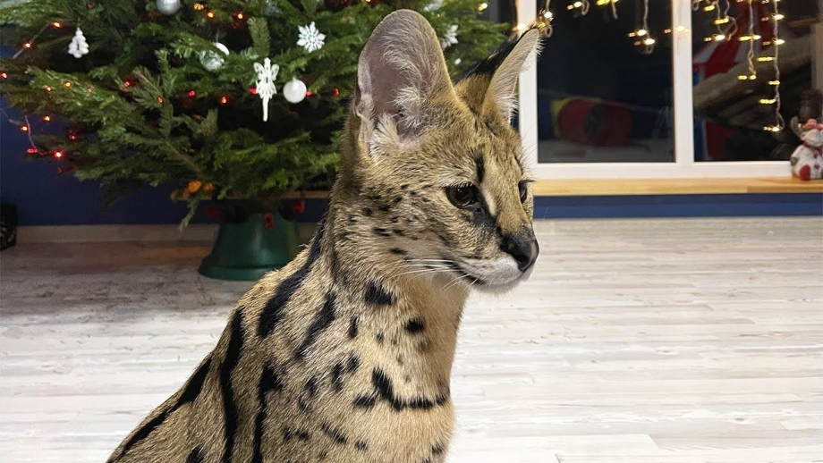 Сервал и Бенгальская кошка