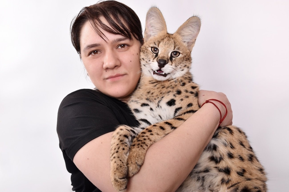 Бенгальская Саванна кошка