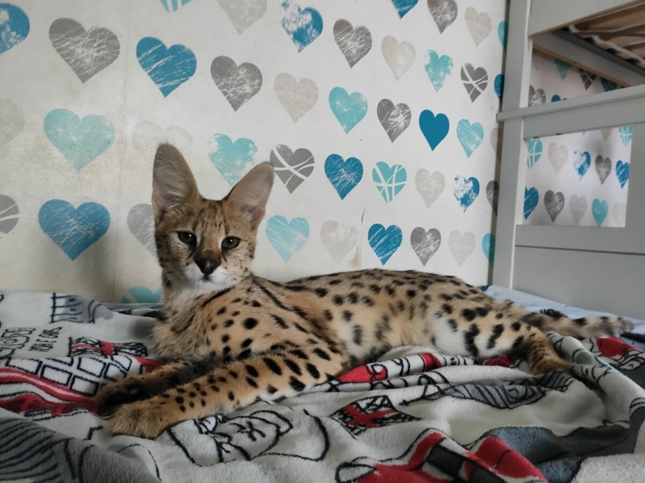 Кошка Саванна и сервал