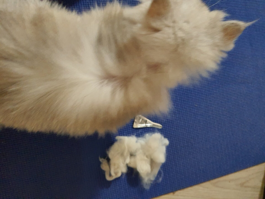 Шерсть кошки