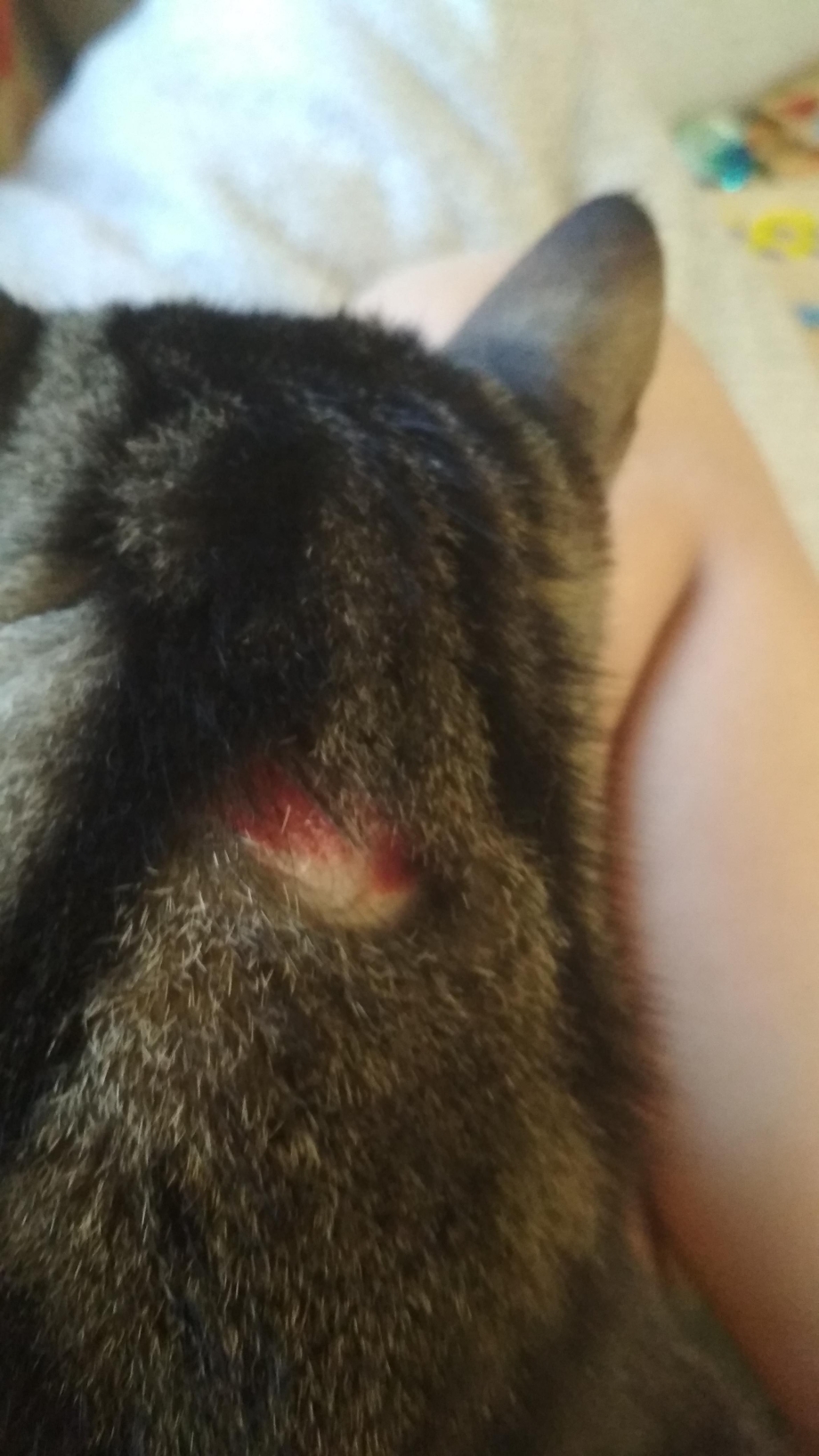 У котёнка на ушках залысины