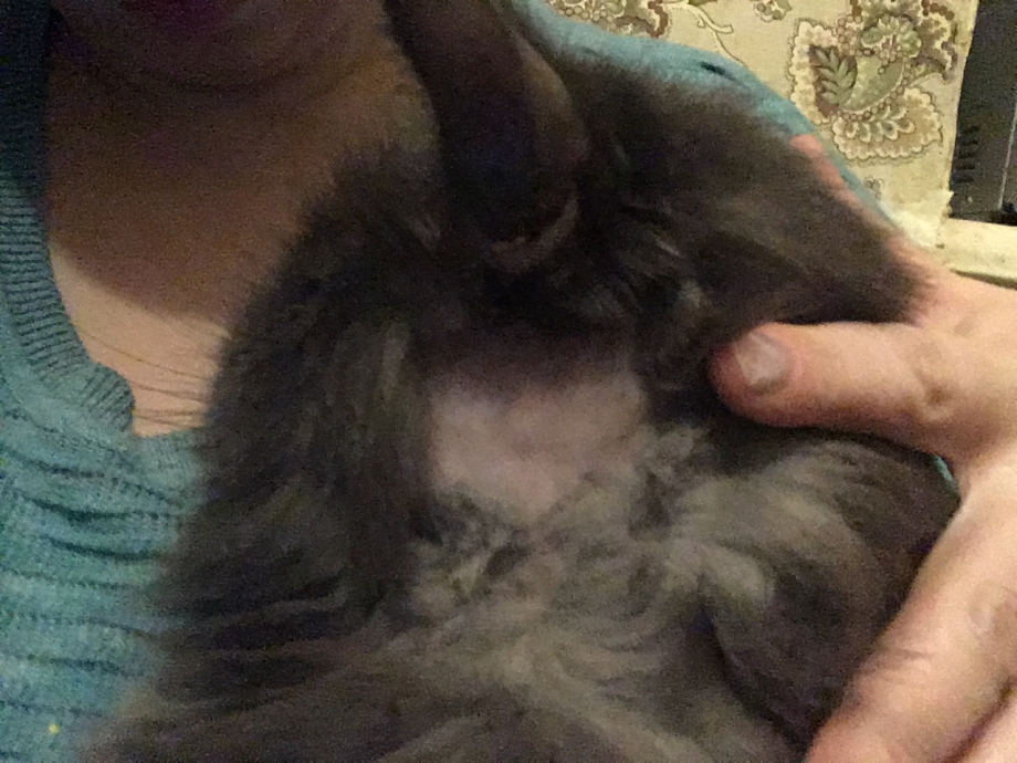 У кошки повылазила шерсть