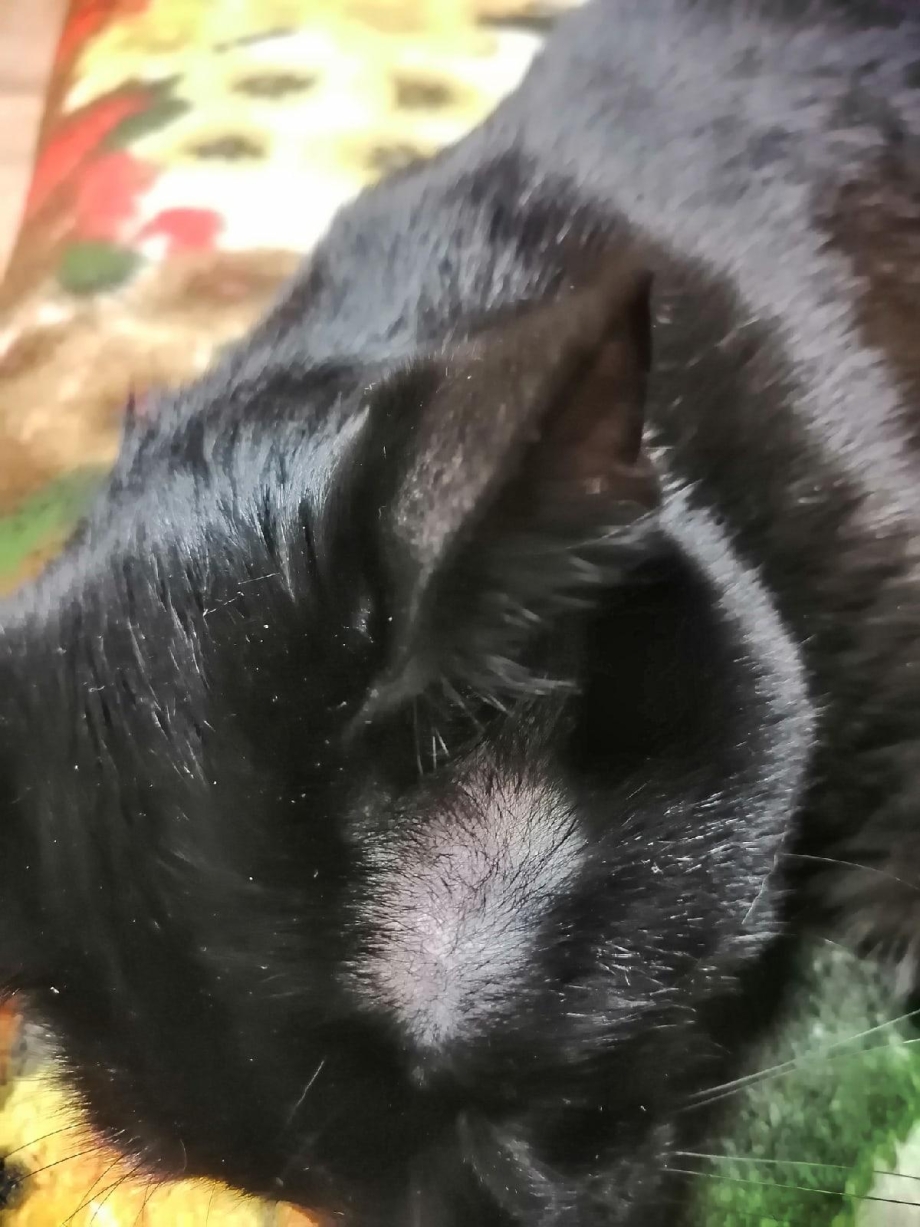 У кота на задних лапах залысины