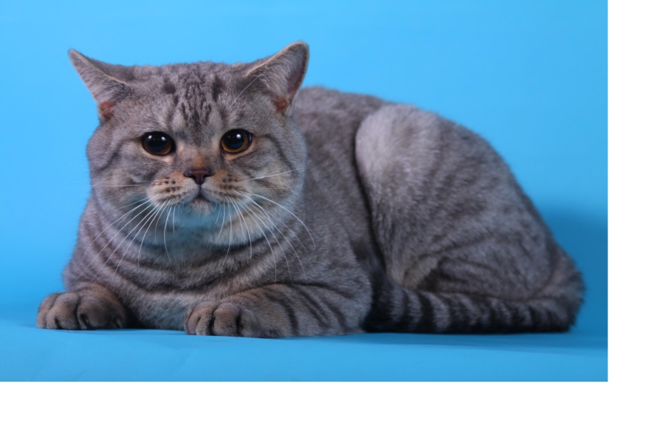 Шотландский кот скоттиш страйт