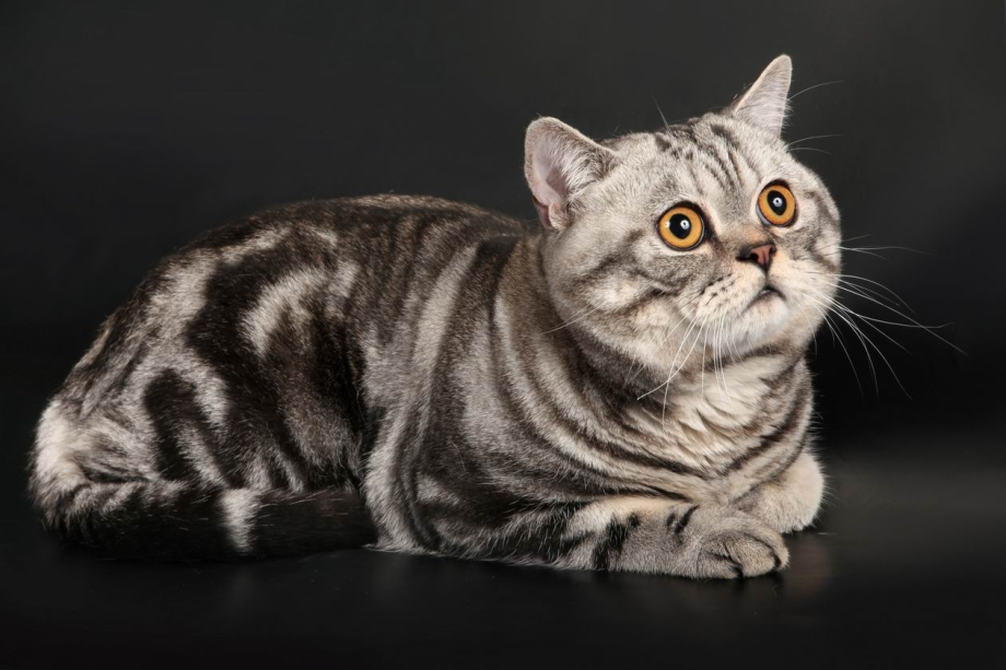 Шотландский кот скоттиш страйт