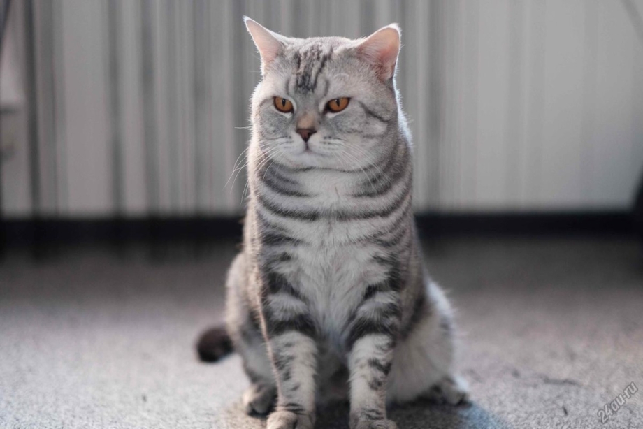 Шотландские кошки прямоухие