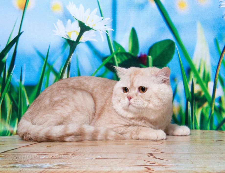 Шотландский кот страйт