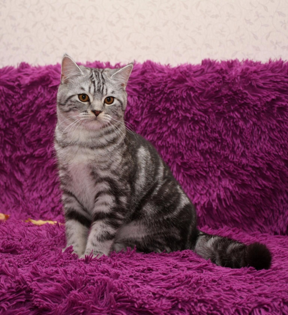 Скоттиш страйт котята