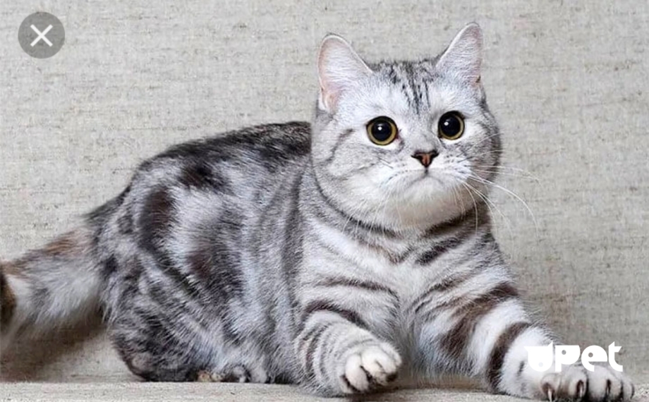 Шотландский скоттиш страйт
