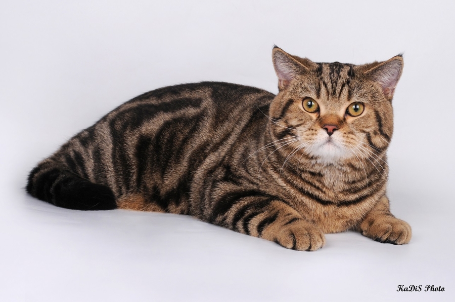 Шотландская кошка страйт