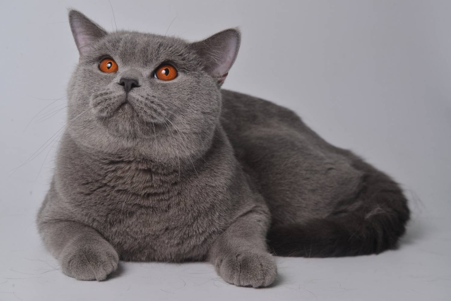 Кот шотландец скоттиш страйт