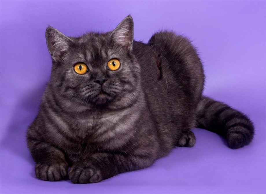 Шотландский скоттиш страйт