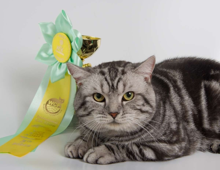 Шотландские котята скоттиш страйт