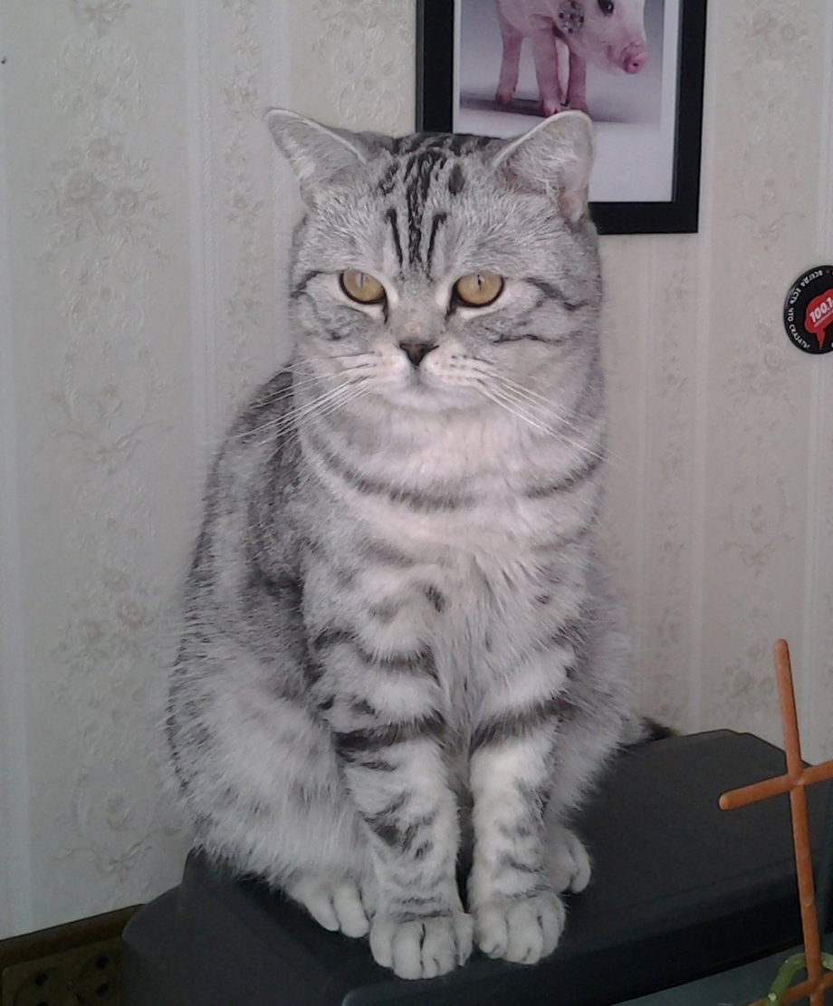 Шотландские коты прямоухие скоттиш страйт