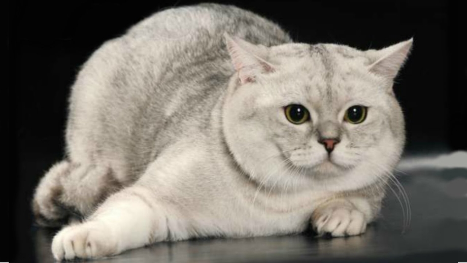 Шотландский скоттиш страйт