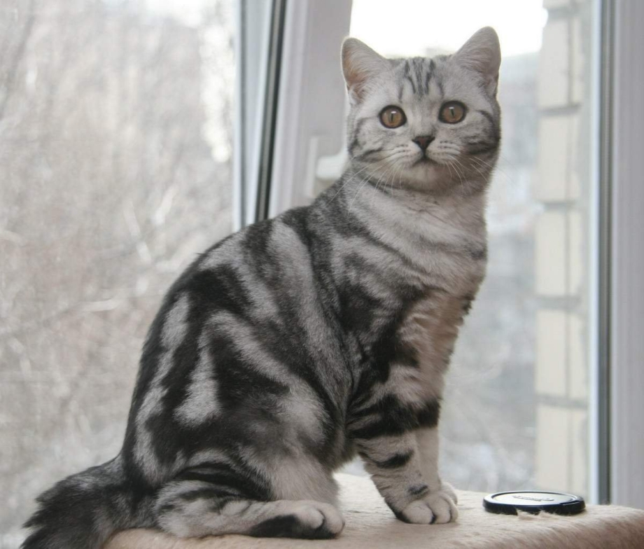 Британская кошка скоттиш страйт