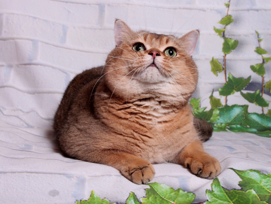 Шотландский кот скоттиш страйт