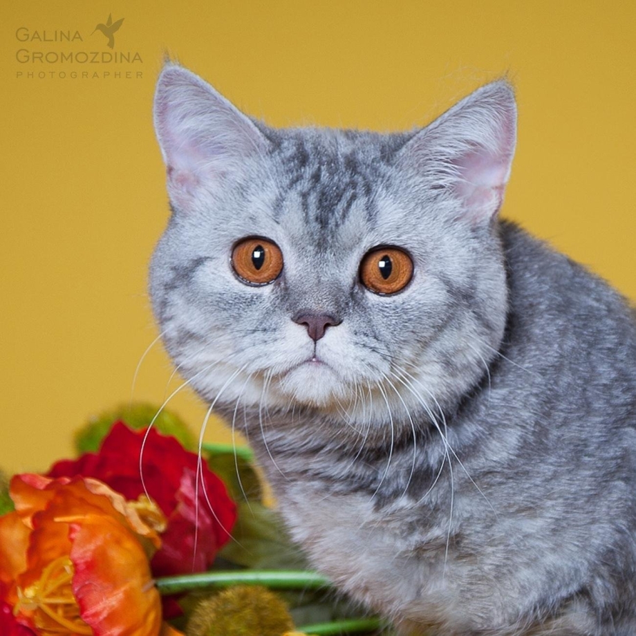 Скоттиш-страйт Шотландская прямоухая