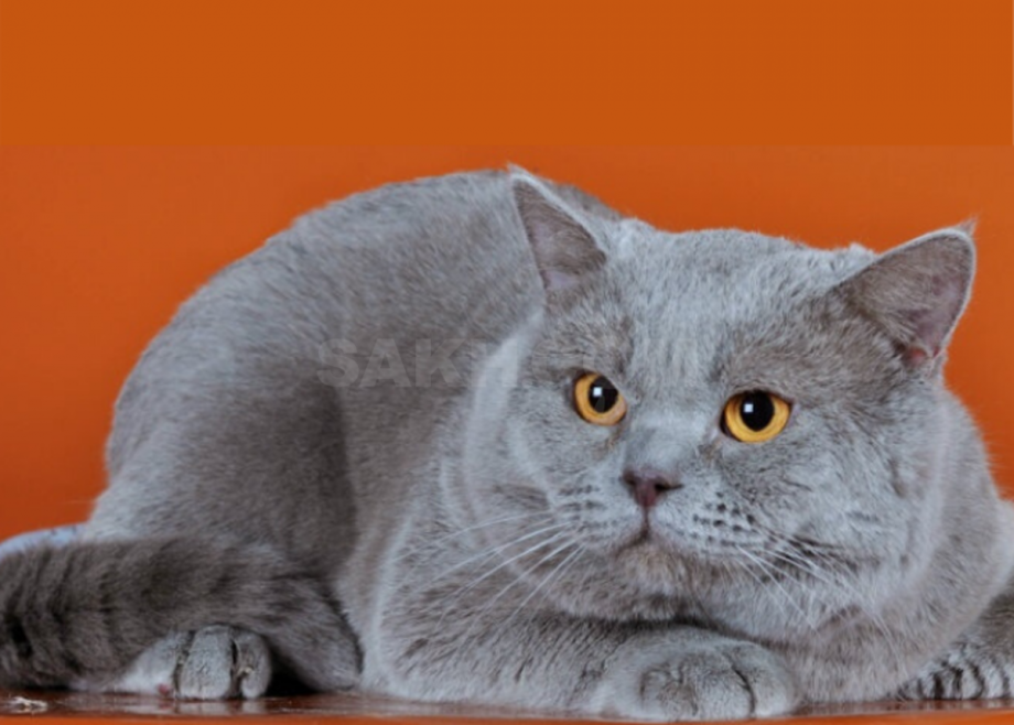 Голландская прямоухая кошка