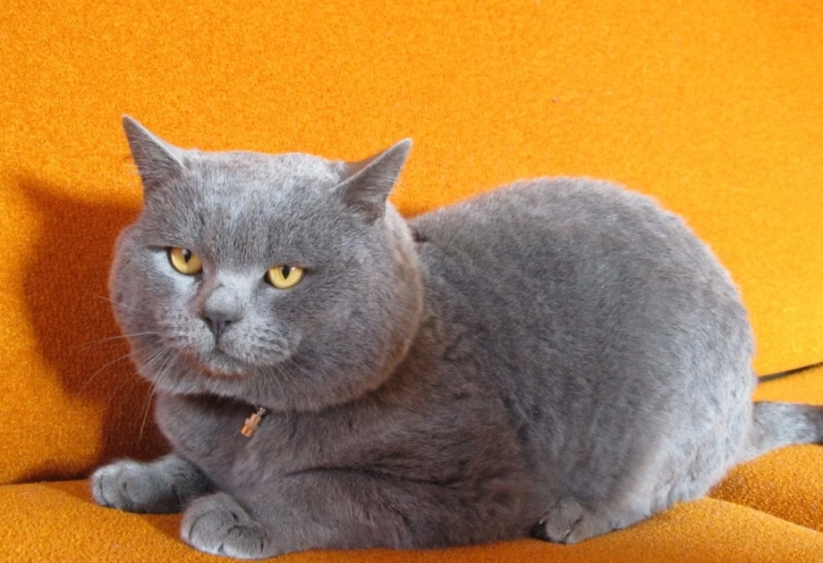 Шотландский скоттиш страйт